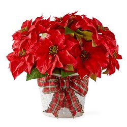 Happiest Holidays Poinsettia from Parkway Florist in Pittsburgh PA